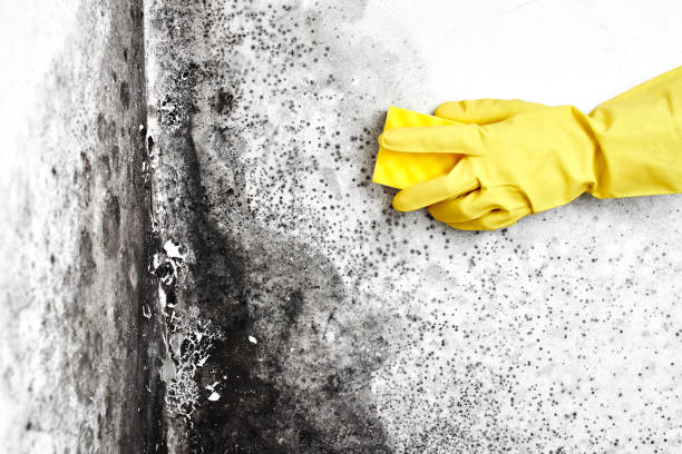 Best White Mold Remediation in Crownpoint, NM