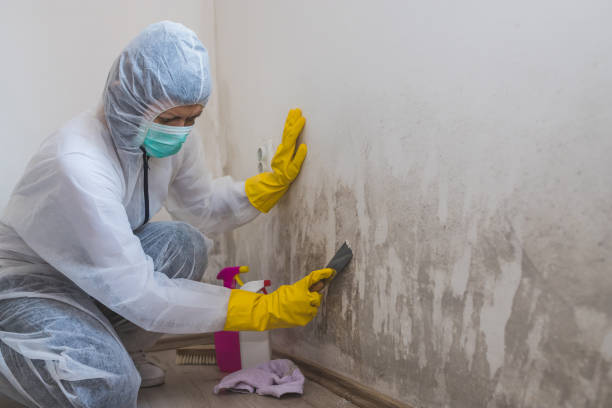 Reliable Crownpoint, NM Mold Remediation Solutions