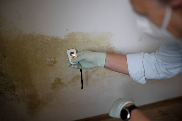 Best Attic Mold Remediation in Crownpoint, NM