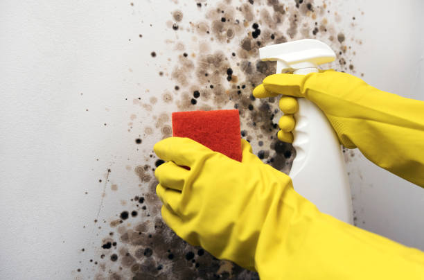 Best Insurance-Related Mold Remediation in Crownpoint, NM